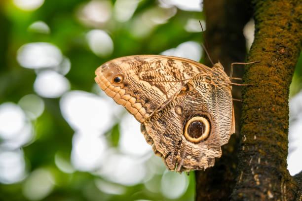 An owl butterfly (genus Caligo) sits on a branch. The name derives from the huge eyespots that resemble owl eyes.