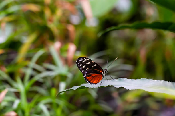 istock Tiger longwing. Heliconius, a species of butterfly on a leaf. 2203910979