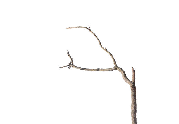 istock Dead branch or dry tree isolated on white background. 2203914313