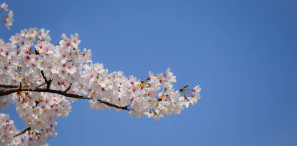 istock Sakura flower in Japanese garden 2203914339