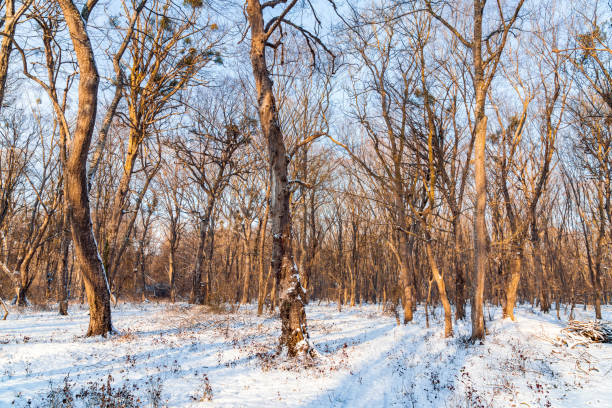 Bare trees covered with snow in a winter forest