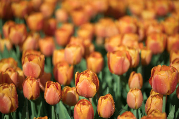 Orange tulips blooming at ornamental garden in spring time, Flower background