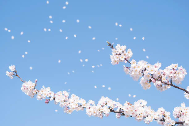 istock the cherry blossom trees and the sky 2203917951