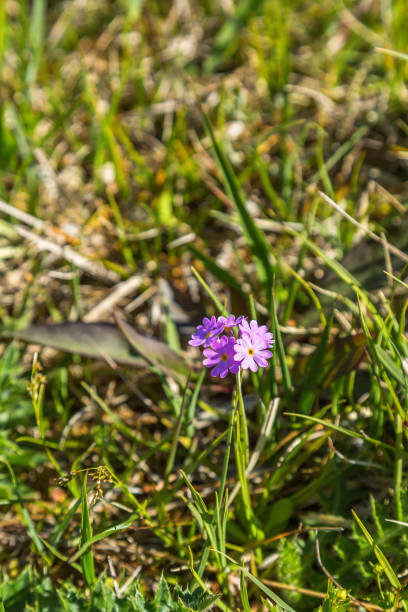 istock Bird's-eye primrose flower in a meadow 2203922030