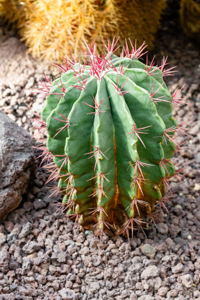 istock Ferocactus pilosus plant cultivated in a garden 2203922241