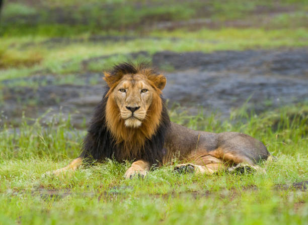 istock Adult Male Lion 2203922610