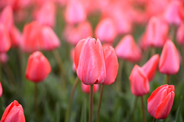 Beautiful tulips are in full bloom, Tulips of all colors are in the fields