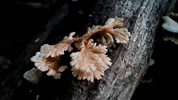 istock Fungi Growing on Decaying Wood 2203924027