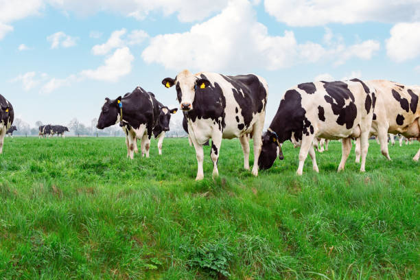 istock Dairy Cows Feeding In Open Green Field 2203924182