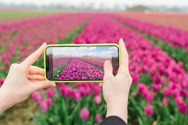istock Hands Holding Smartphone Capturing Tulip Field 2203924430
