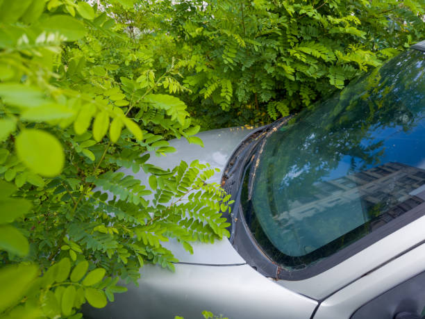 Cars covered by autumn leaves