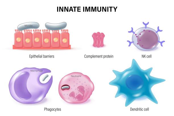 Innatw Complement 220+ Complement System fotos de stock, imagens e fotos royalty-free ...
