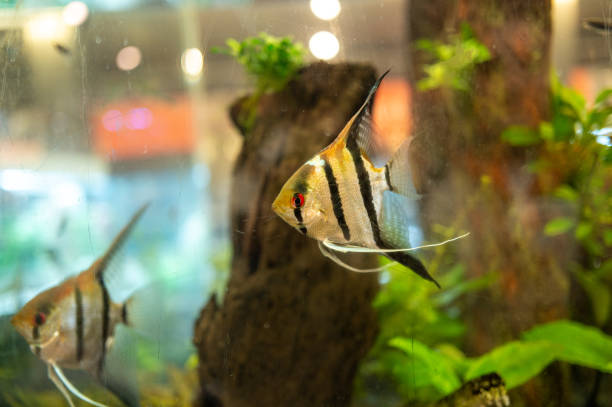 istock Pterophyllum scalare fish swimming in a home aquarium 2203928782