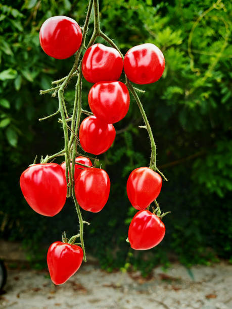 Томат Сердцеедка Томат Сердцеедка