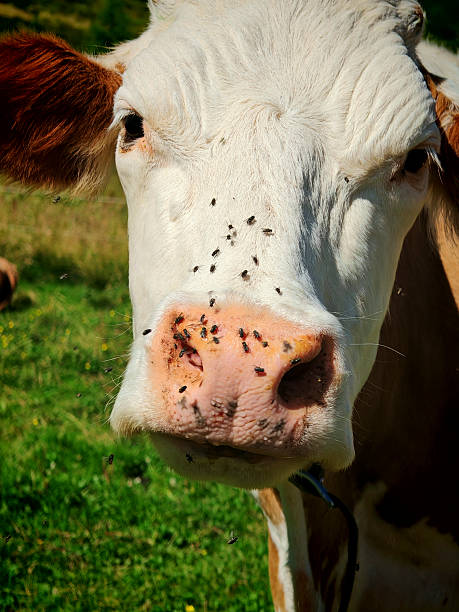 Spring in a Pasture: single Charolais yearling cow head looking over. Sticking out tongue.