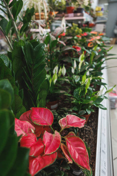 istock An Array of Colorful Indoor Plants on Display in a Captivating Greenhouse Setting 2203932178
