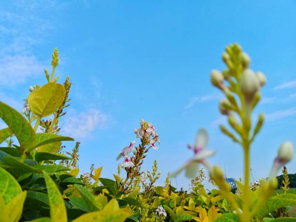 Beautiful sky and flower