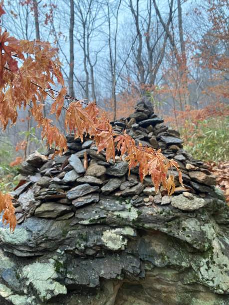 istock Autumn Leaves and Trees in the Forest 2203932436