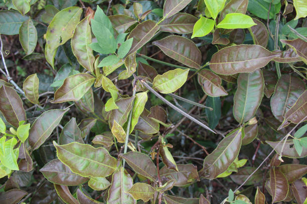 istock Close up view of tea leaf shoots 2203932611