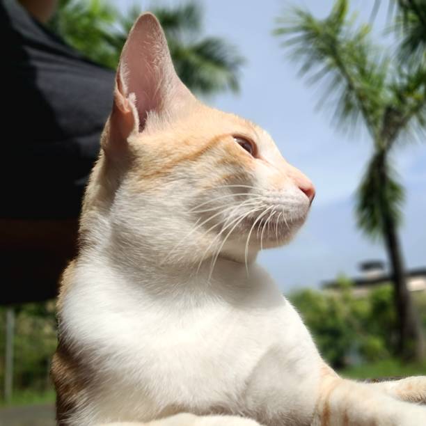 istock Portrait of a Cat resting in park 2203932831