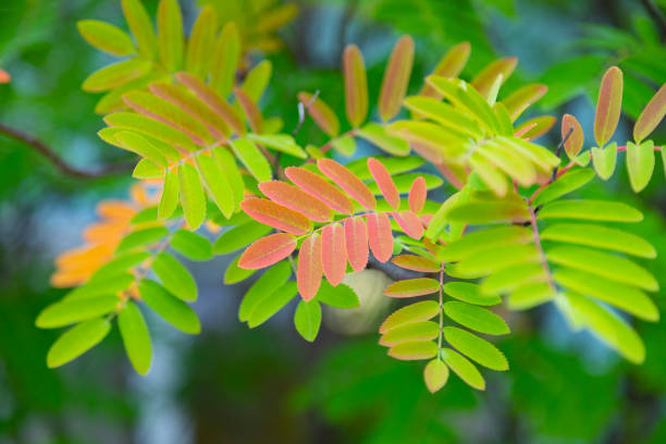 Close-up of an elegant branch with long, narrow leaves turning orange during autumn. The soft, out-of-focus background enhances the warm tones and delicate texture, evoking a peaceful seasonal atmosphere.