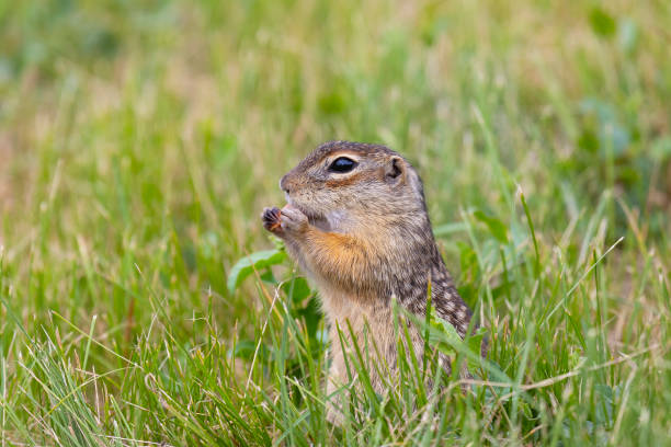 istock Speckled ground squirrel animal standing in the grass eating something 2203933179