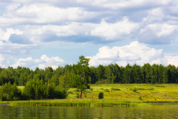 Lake in forest. Pond.