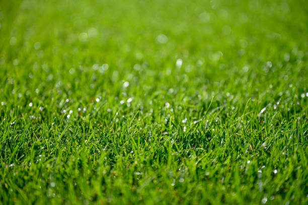 istock Beautiful wet natural grass 2203933509