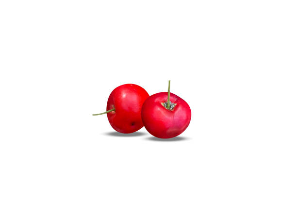 Flacourtia jangomas or Indian coffee plum fruit pair isolated on white background