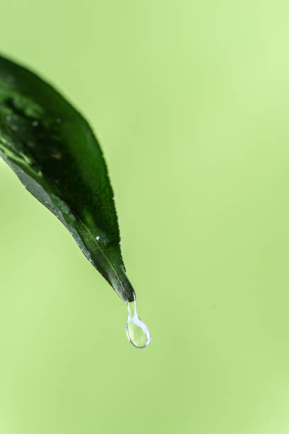 Drops of water dripping from leaves