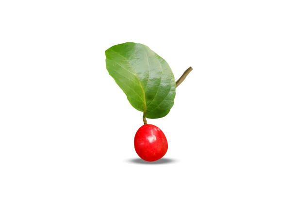 Flacourtia jangomas or Indian coffee plum single ripe fruits isolated on white background