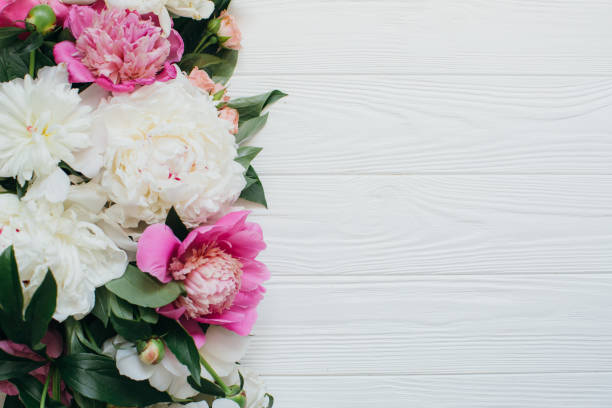 istock Pink and White Peonies Forming a Border on White Wood Background 2203935697