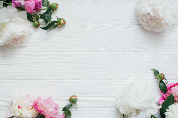 istock Pink and white peonies frame decorating white wooden planks 2203935734