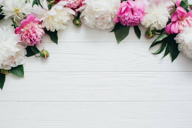 istock Pink and White Peonies Forming a Border on White Wood Background 2203935743