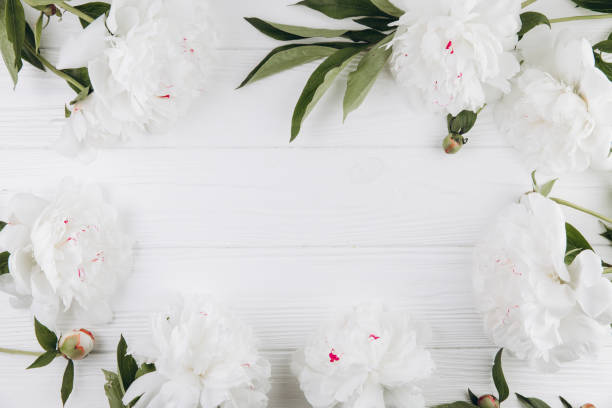 istock White peonies on a white wooden background, copy space, flat lay, greeting card. 2203935816