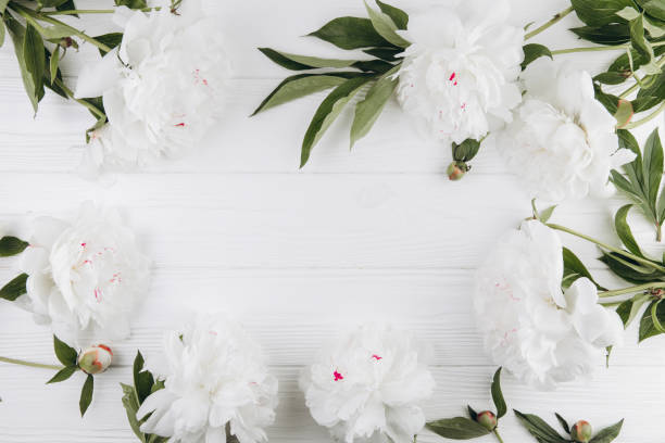 istock White peonies on a white wooden background, copy space, flat lay, greeting card. 2203935826