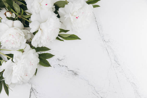 istock White peonies on a white marble background, copy space, flat lay, greeting card. 2203935829