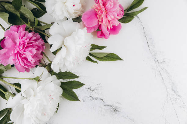 istock Pink and white peonies on a white marble background, copy space, flat lay, greeting card. 2203935846