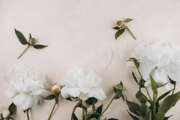 istock White peonies on a pastel beige background, top view, flat lay 2203935906