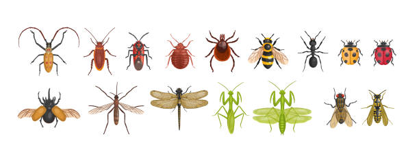 istock Set of realistic insects from above. Vector insects on a white background. Dragonfly, ant, fly, wasp, bee, mantis, butterflies. 2203935958