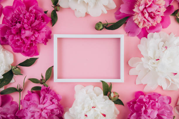 istock Composition of white and pink peonies and white empty frame with copy space, beautiful floral background, fashion, glamour, flat lay 2203935971
