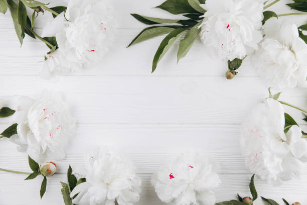 istock White peonies on a white wooden background, copy space, flat lay, greeting card. 2203936001