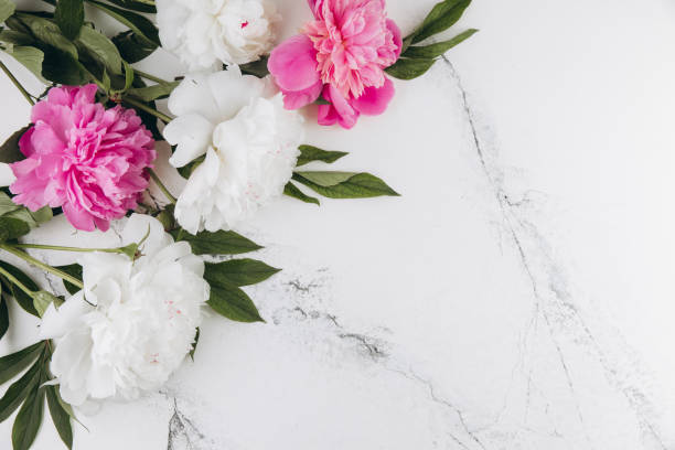 istock Pink and white peonies on a white marble background, copy space, flat lay, greeting card. 2203936067