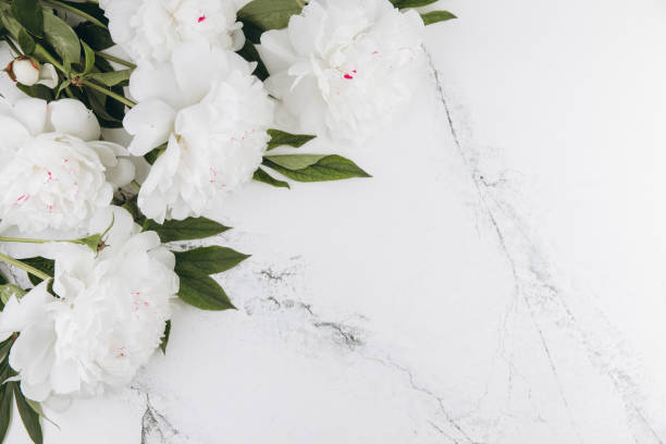 istock White peonies on a white marble background, copy space, flat lay, greeting card. 2203936071