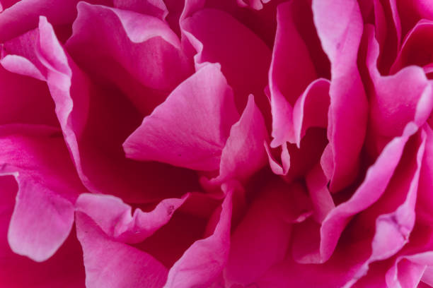 istock Blooming pink Peony. Beautiful Peonie flower. Macro. 2203936615