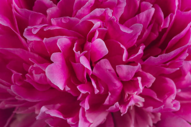 Blooming pink Peony. Beautiful Peonie flower. Macro.