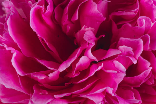 istock Blooming pink Peony. Beautiful Peonie flower. Macro. 2203936626