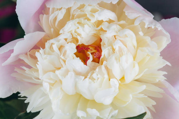 istock Blooming white Peony. Beautiful Peonie flower. Macro. 2203936633