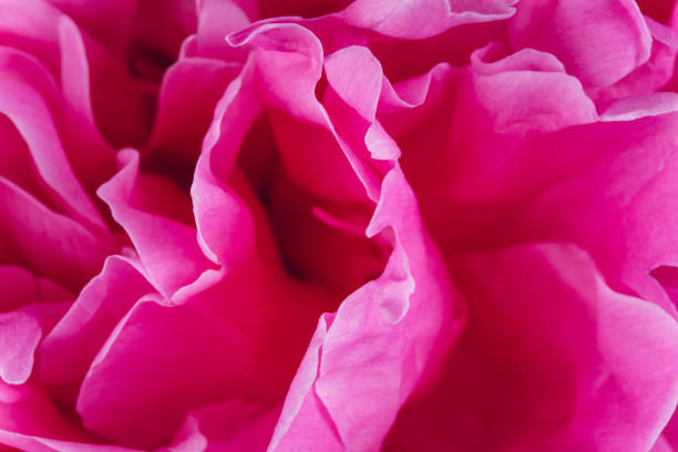 istock Blooming pink Peony. Beautiful Peonie flower. Macro. 2203936729