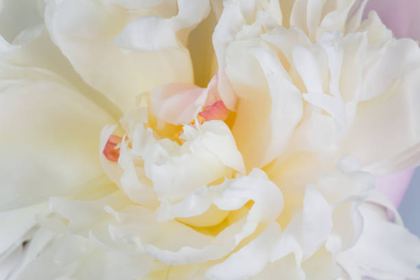 istock Blooming white Peony. Beautiful Peonie flower. Macro. 2203936749
